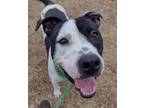 Adopt Faye a Pit Bull Terrier