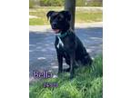 Adopt Bella a Labrador Retriever