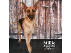 Adopt MILLIE a German Shepherd Dog, Mixed Breed