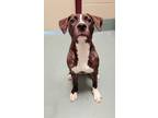 Adopt Ellie a Pit Bull Terrier, Mixed Breed