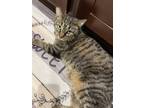 Adopt Emmie a Tabby