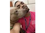 Adopt Rue a Pit Bull Terrier, Mixed Breed