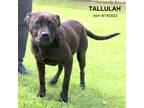 Adopt Tallulah a Terrier, Mixed Breed