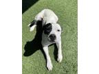Adopt Magic a Pit Bull Terrier, Mixed Breed