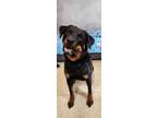 Adopt Kola a Rottweiler, Mixed Breed