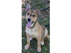 Adopt THELMA a Labrador Retriever, Mixed Breed