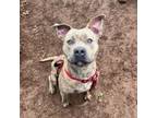 Adopt Amulet a Pit Bull Terrier