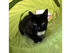 Adopt Tippy a Domestic Short Hair