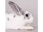 Adopt Babs (ID 39216/2180) a Bunny Rabbit