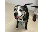Adopt Cher (ID 41478/603) a Mixed Breed