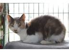 Adopt Penny Ann Hult a Domestic Short Hair