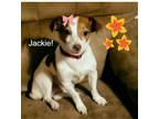 Adopt Jackie O (Courtesy Post) a Jack Russell Terrier