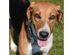 Adopt Pixie a Foxhound