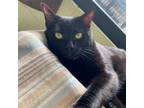 Adopt Twisted Sister a Domestic Short Hair