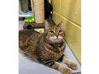 Adopt Precious a Domestic Short Hair