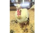 Adopt Tallulah / Stella a Turkey