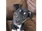 Adopt Banshee the Mystery Pup a Mixed Breed