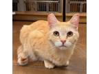 Adopt Carina a Domestic Short Hair