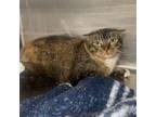 Adopt Mama a Domestic Short Hair