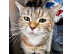 Adopt Bubble Gum a American Bobtail, Domestic Short Hair