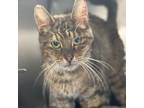 Adopt Winnie a Domestic Short Hair