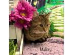 Adopt Mallory a Domestic Short Hair