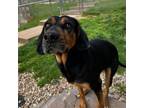 Adopt Opal a Black and Tan Coonhound