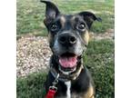 Adopt Phoebe a Boxer, Black Labrador Retriever