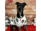 Adopt Phoebe a Boxer, Black Labrador Retriever