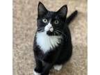 Adopt Cranberry a Domestic Short Hair