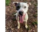 Adopt Zyra a Pit Bull Terrier