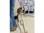 Adopt Baby a Treeing Walker Coonhound