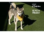 Adopt Stormi a Siberian Husky, Mixed Breed