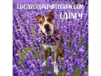 Adopt Lainey a American Staffordshire Terrier, Labrador Retriever