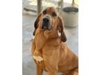 Adopt Bobbi Jo a Bloodhound