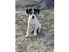 Adopt Wynonna-ADOPTION PENDING a Beagle