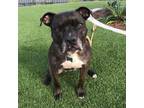 Adopt Zoe - City of Industry Location a Pit Bull Terrier