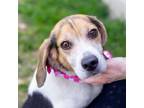 Adopt Peony (Female) Available 3/26 a Beagle