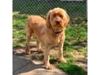 Adopt Goldilock a Standard Poodle, Golden Retriever