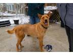 Adopt Bambi a Carolina Dog, Australian Kelpie