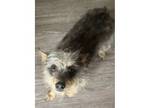 Adopt Jessie a Yorkshire Terrier, Terrier