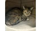 Adopt Rikki a Domestic Short Hair