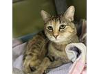 Adopt Cleo a Domestic Short Hair