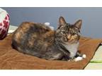 Adopt Wiggles (Taylors Petsmart Adoption Center) a Domestic Short Hair