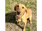 Adopt HONEY (in foster home on Long Island) a Retriever