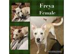 Adopt Freya a Husky, Mixed Breed