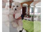 Maltipoo PUPPY FOR SALE ADN-768506 - Maltipoo