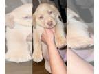 Labrador Retriever PUPPY FOR SALE ADN-768495 - Champagne Labrador retrievers