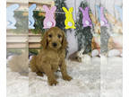 Goldendoodle PUPPY FOR SALE ADN-768486 - Glodendoodles