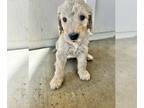 Double Doodle PUPPY FOR SALE ADN-768476 - Double doodles ready for there home